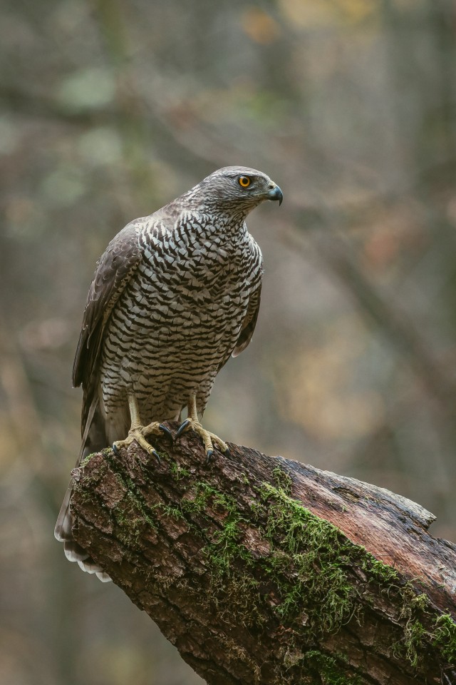 Kanakull murdunud puutüvel seismas, Bieszczady mäestik