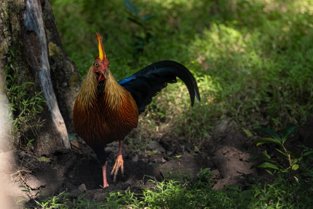 Sri Lanka džunglikana rohu sees jalutamas