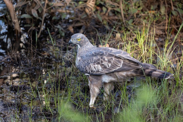 Kanakull soisel alal süüa otsimas, Sri Lanka