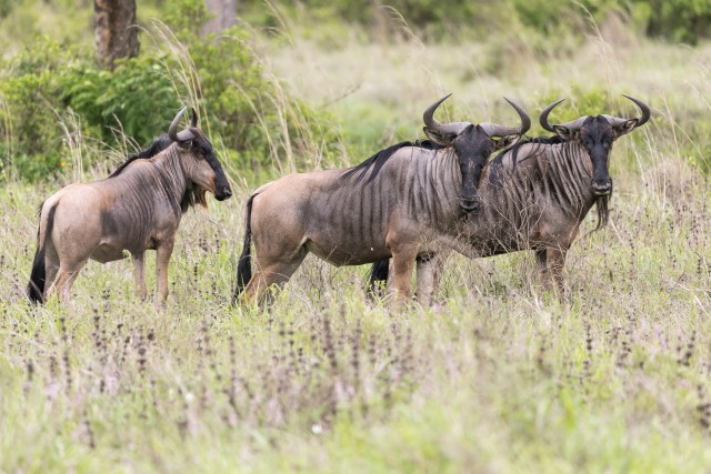 Kolm gnuudi Mikumi rahvuspargis Tansaanias, Aafrikas
