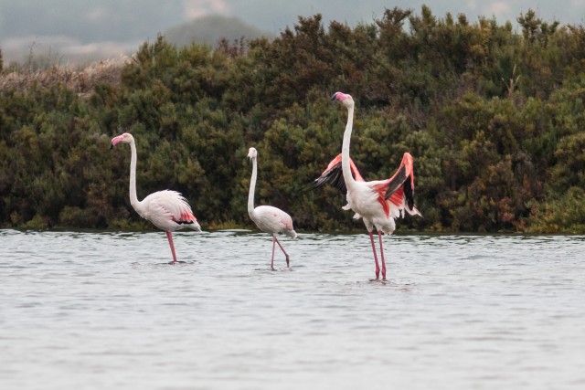 Flamingod jalgupidi vees süüa otsimas, Portugal