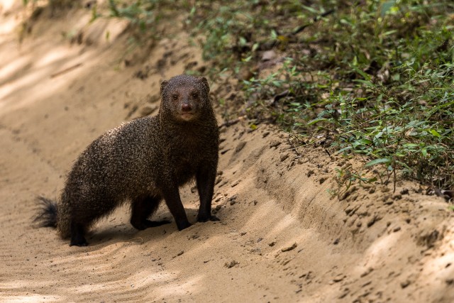 Mangoos liivasel teel kõndimas, Sri Lanka