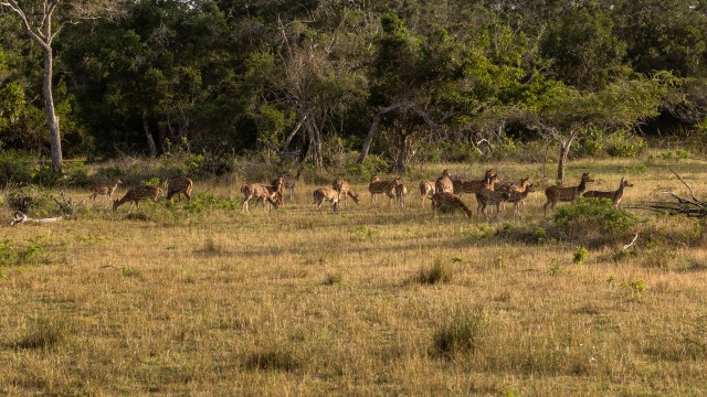 Hirve kari aasal söömas, Sri Lanka