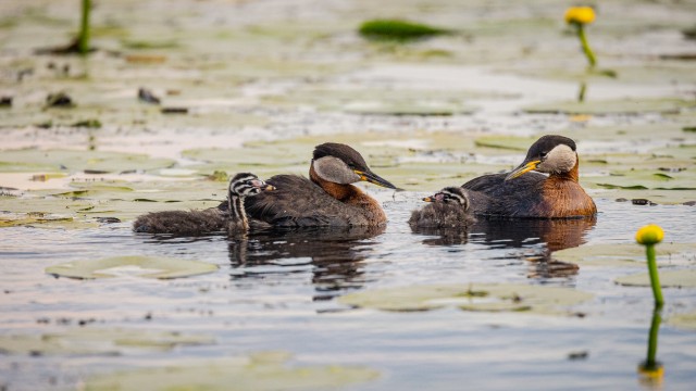 Tuttpüti pere Doonau delta jõe suudmes vesirooside vahel, Rumeenia
