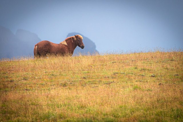 Islandi metsik hobune aasal