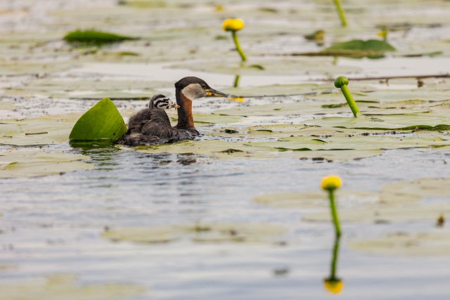 Tuttpüti pere Doonau delta jõe suudmes vesirooside vahel, Rumeenia