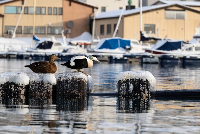 Hahad jäistel sadama tokkidel, Norra