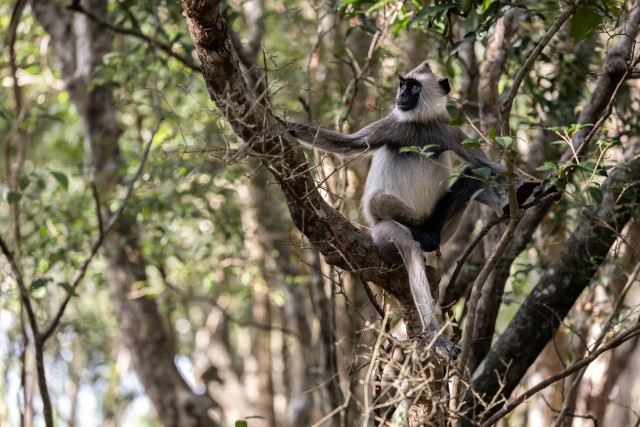 Hall langur istub puu otsas, Sri Lanka