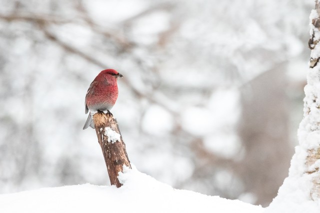 Leevike lumisel kuivanud puuoksal, Soome