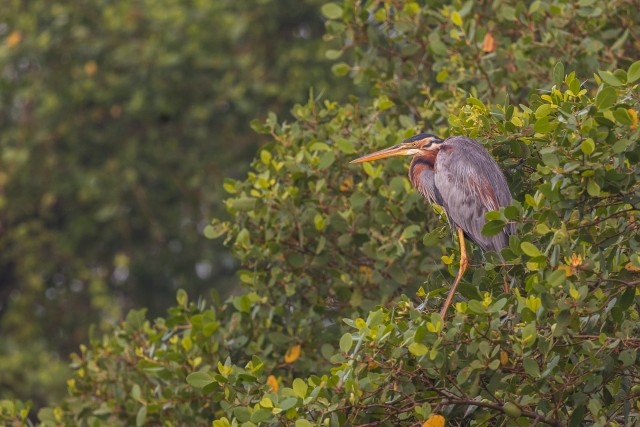 Purpurhaigur istub puu otsas, Sri Lanka