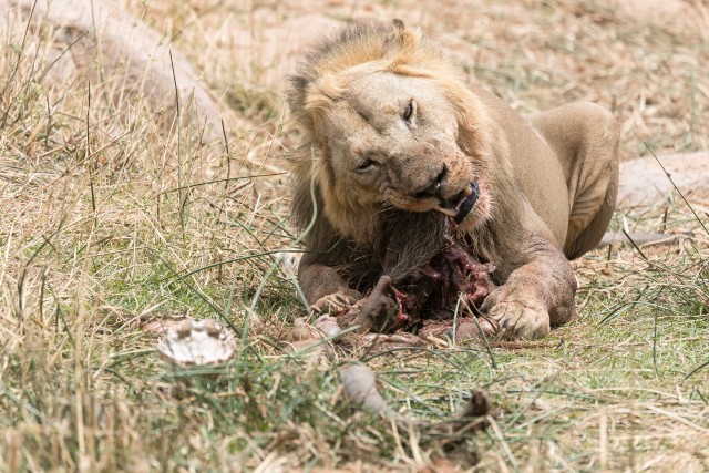 Lõvi Mikumi rahvuspargis einestamas, Tansaanias, Aafrikas