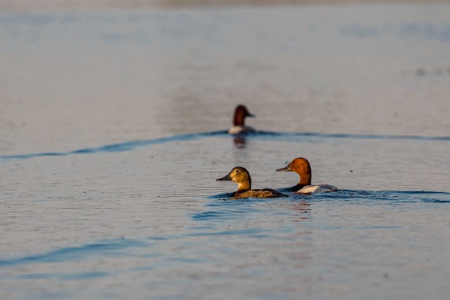 Suurvardid Doonua Deltal, Rumeenia