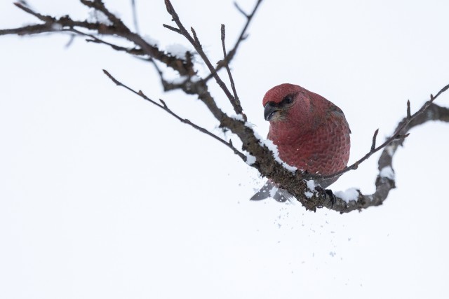Männileevike lumisel oksal, Soome