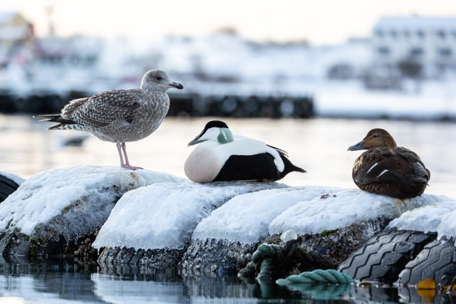 Hahad ja üksik kajakas jäistel sadama tokkidel, Norra