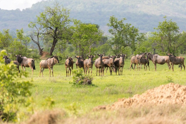 Sinignuu kari Ruaha rahvuspargis rohumaal söömas, Tansaania, Aafrika