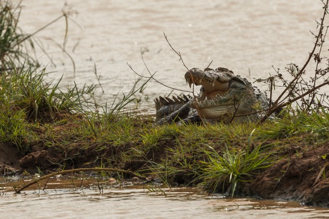 Krokodill kaldal uudistamas, Sri Lanka
