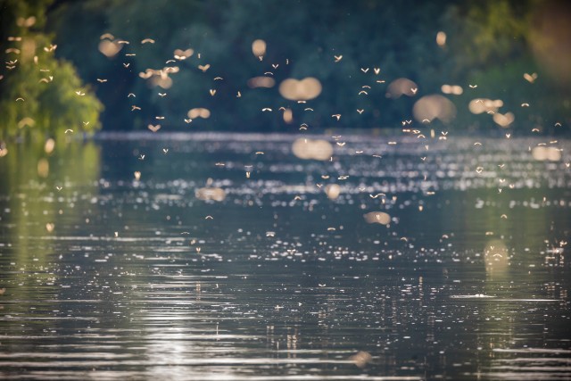 Parv pikasabalisis ühepäevaseid kärbseid iga-aastase paaritumise ajal Doonau deltal, Rumeenia