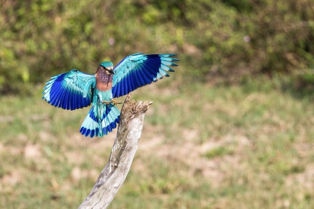 Harilik siniraag oksale maandumas, Sri Lanka