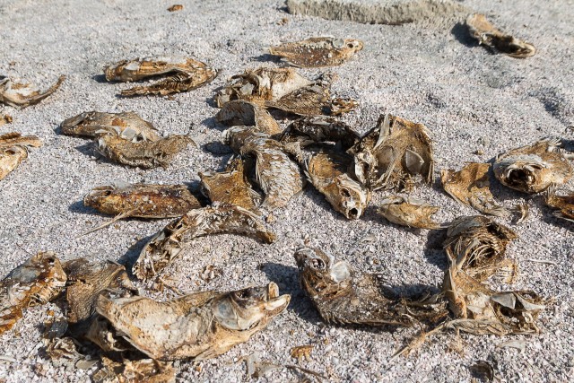 Lähivõte surnud, kuivatatud kalast Lõuna-California Saltoni meres