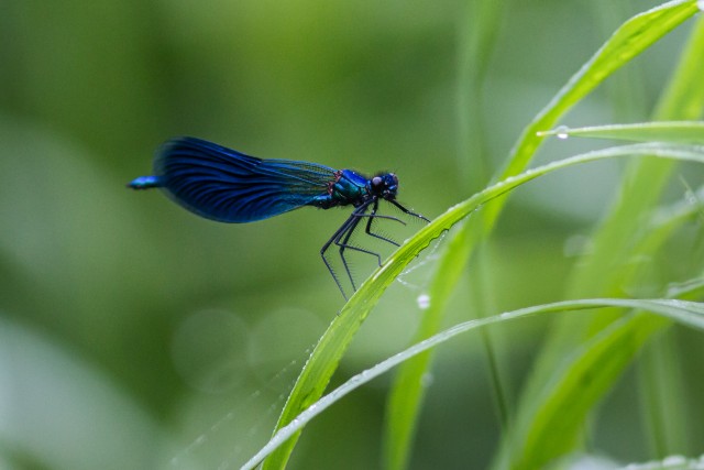 Kiil kaunilt Gauja rahvuspargis rohulible peal poseerimas , Läti
