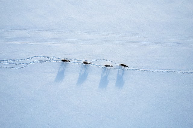 Põdrad tundras mööda lumist maastikku jalutamas