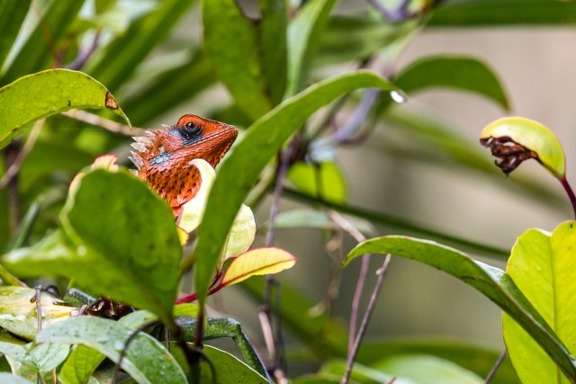 Idamaine aedsisalik taimede vahelt piilumas, Sri Lanka