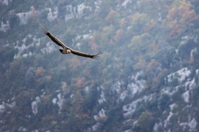 Kaeluskotkas taevavõlvil tiibu sirutamas, Lõuna-Prantsusmaa