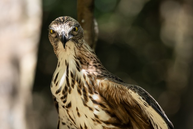 Kotka portree, Sri Lanka