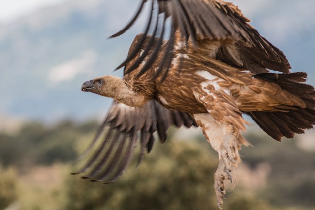 Raisakotkas lendu tõusmas, Portugal