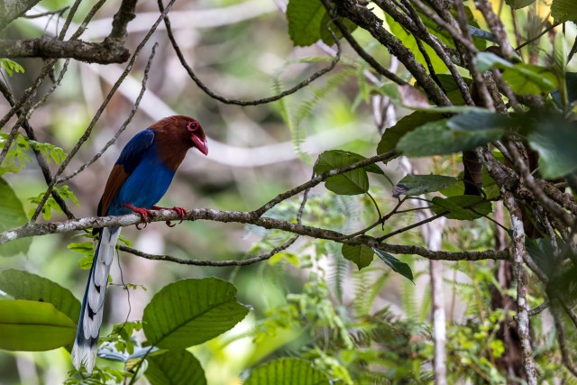 Sri Lanka sinine harakas oksal istumas