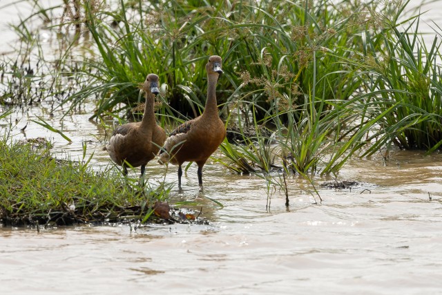 Väikesed vilepartid vees, Sri Lanka