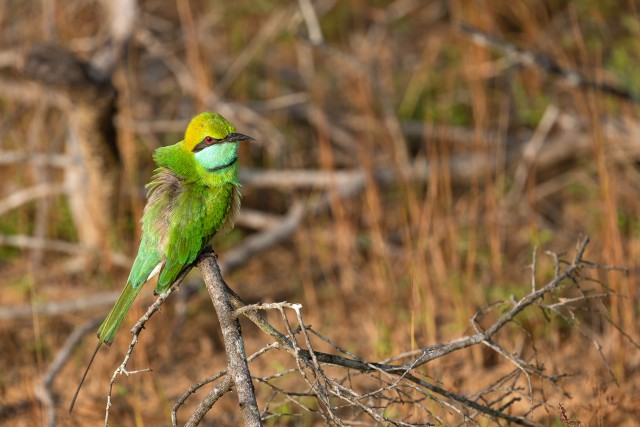 Sinipõsk-mesilasenäpp istub oksal, Sri Lanka