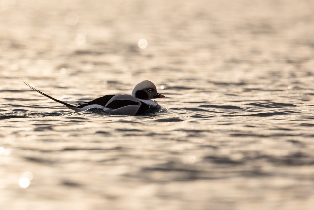 Aul ja päikeseloojangu peegeldus veel, Norra