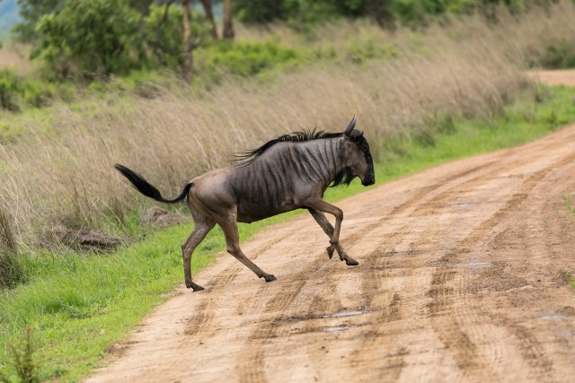 Gnuud Mikumi rahvuspargis Tansaanias teed ületamas, Aafrikas