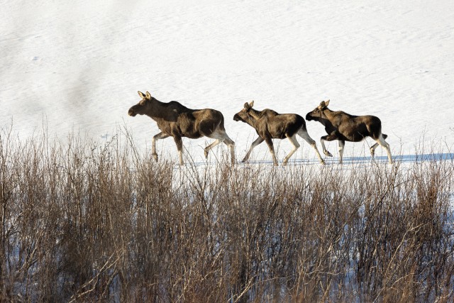 Kolm põhjapõtra lumisel maastikul Lapimaal, Soomes