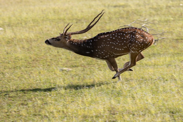Hirv aasal jooksmas, Sri Lanka