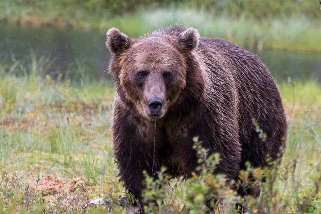 Pruunkaru jõesängi ääres jalutamas, Kuhmo