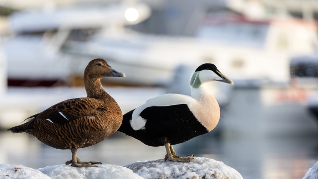 Hahad jäistel sadama tokkidel, Norra