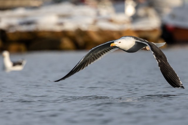 Kajakas madalalt vee kohal lendamas, Norra