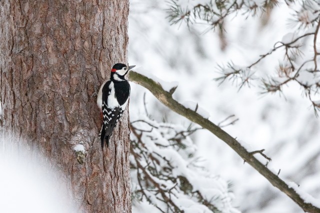 Rähn männipuul toitu otsimas, Soome