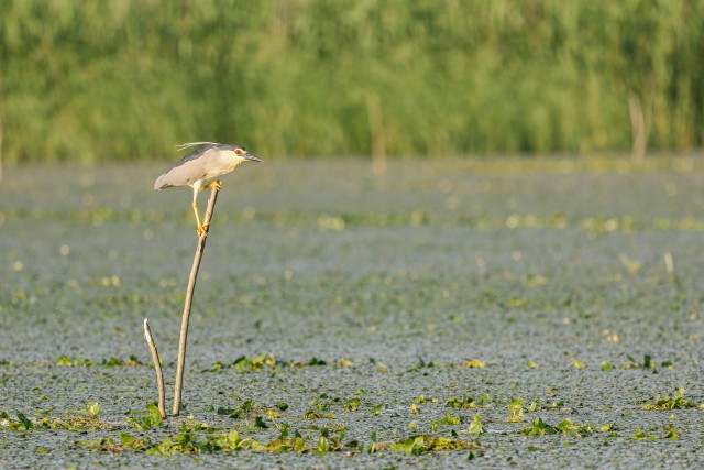 Tiigihaigur Doonua delta jõe suudmes oksal jalga puhkamas, Rumeenia