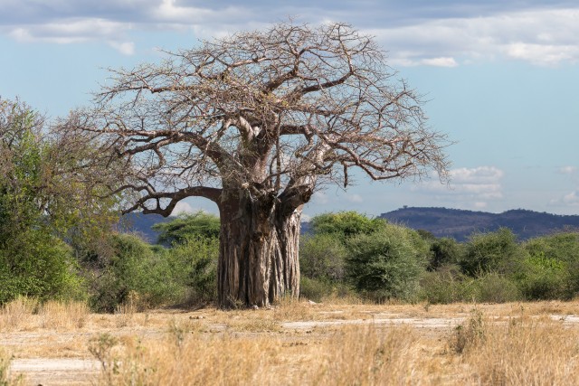 Tohutu baobabipuu Tansaanias – Saadani rahvuspark
