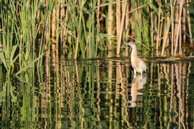Tiigihaigur Doonau delta jõe suudmes saaki püüdmas