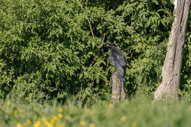 Must ronk istumas kuiva puu otsas Rumeenias Karpaatide mäestikus