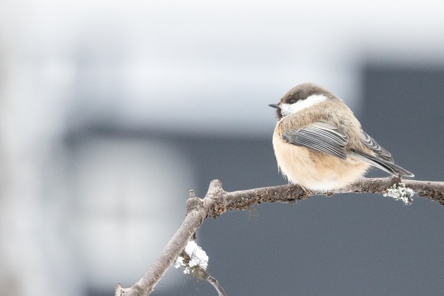 Taigatihane peenikesel puuoksal, Soome