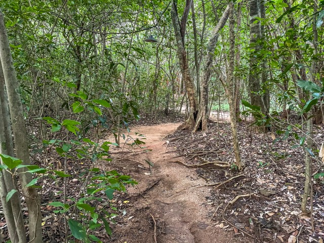 Kruusatee matkarada läbi lopsaka rohelise metsa Sri Lankal
