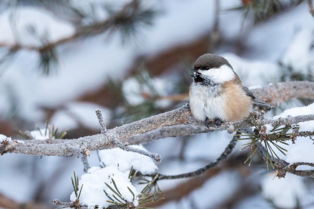 Taigatihane männioksal, Soome