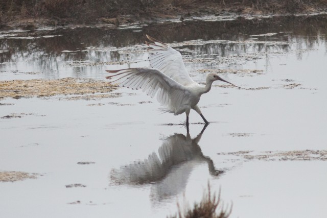 Iibis vees jalutamas ja tiibu sirutamas, Portugal
