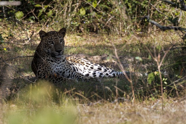 Aafrika leopard varjus päikese eest peidus, Sri Lanka