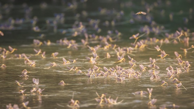 Parv pikasabalisis ühepäevaseid kärbseid iga-aastase paaritumise ajal Doonau deltal, Rumeenia